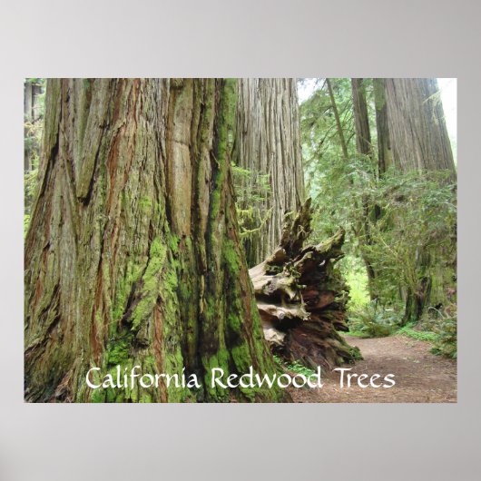 California Redwood Trees Art druckt Big Redwoods Poster (Vorne)