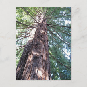 California Redwood Upshot Postkarte