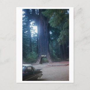 California Redwood Vintage Car Postkarte
