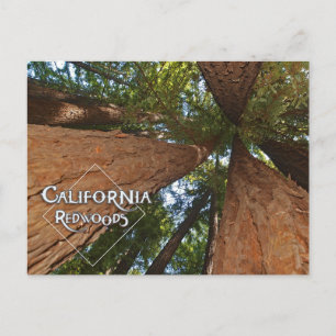 California Redwoods - Big Trees Postcard  Postkarte
