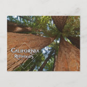California Redwoods - Big Trees Postcard Postkarte (Vorderseite)