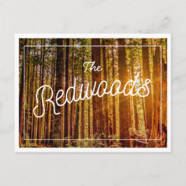 California Redwoods Foto Postcard Postkarte