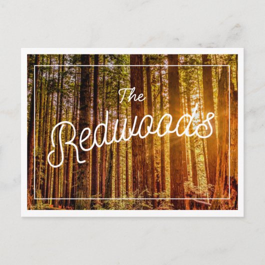 California Redwoods Foto Postcard Postkarte (Vorderseite)