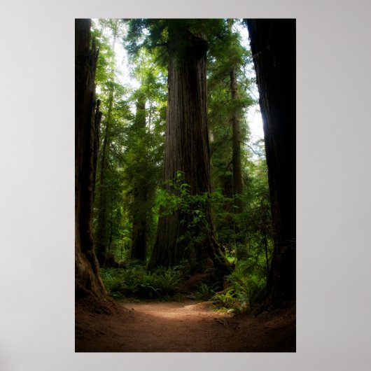 California Redwoods Poster (Vorne)
