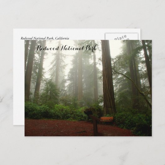 California Redwoods Postkarte (Vorne/Hinten)