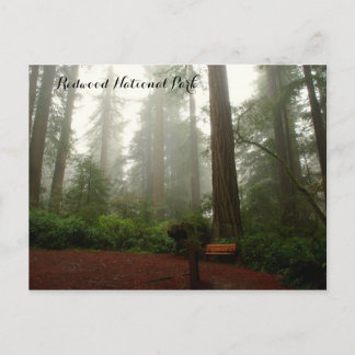 California Redwoods Postkarte
