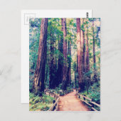 California Redwoods Postkarte (Vorne/Hinten)