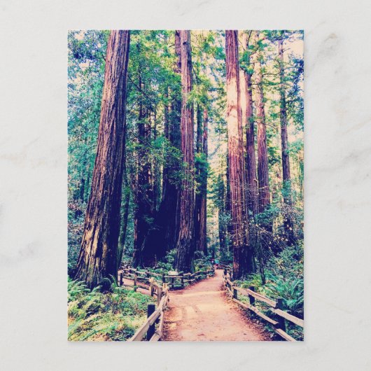 California Redwoods Postkarte (Vorderseite)