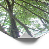 California Redwoods Print Poster (Ecke)