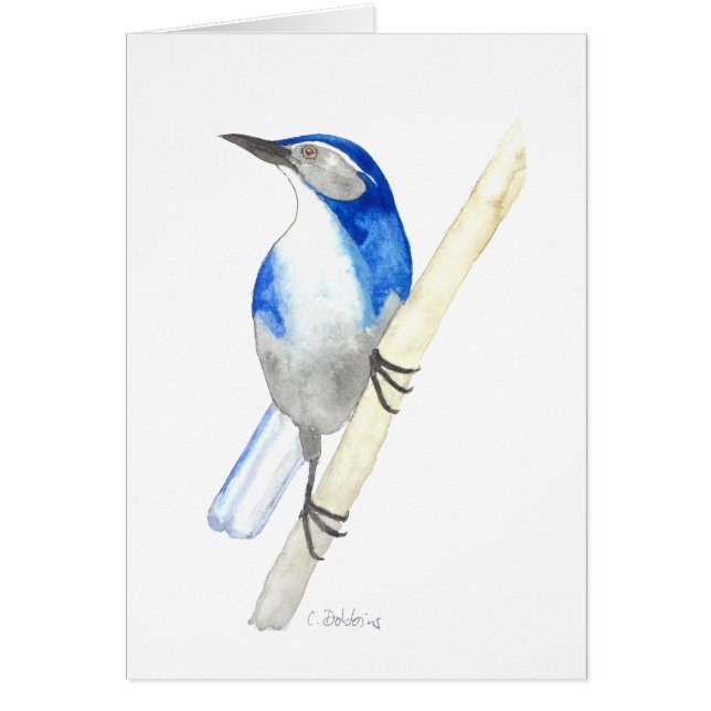 California Scrub Jay (Vorne)