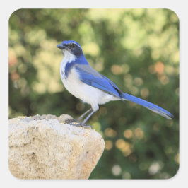 California Scrub Jay - Aufkleber
