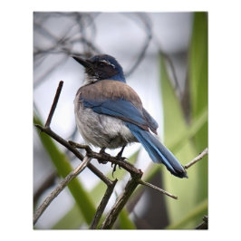 California Scrub Jay Fotodruck