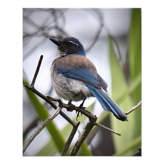 California Scrub Jay Fotodruck (Vorne)
