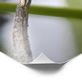 California Scrub Jay Fotodruck (Ecke)