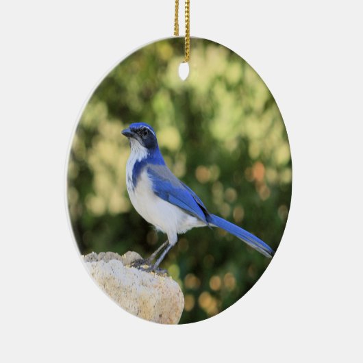 California Scrub Jay Keramik Ornament (Rechts)