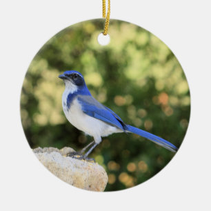 California Scrub Jay Keramik Ornament