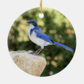 California Scrub Jay Keramik Ornament (Hinten)