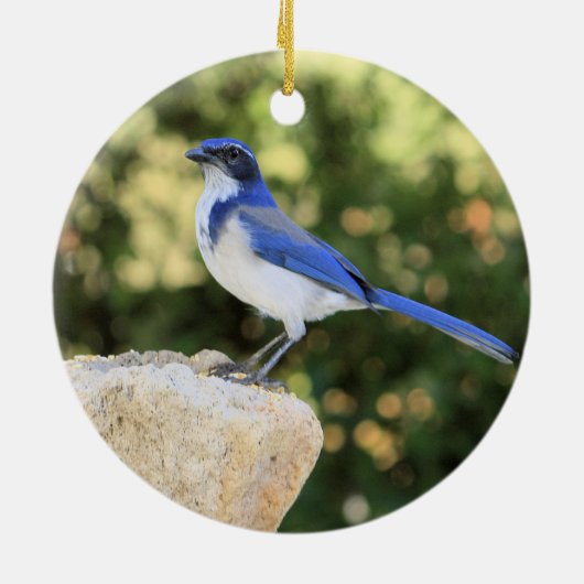 California Scrub Jay Keramik Ornament (Hinten)