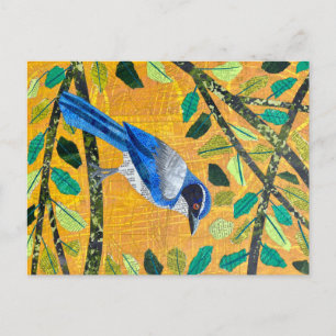 California Scrub Jay Postkarte