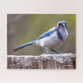 California Scrub Jay Songbird auf Treestump Puzzle (Horizontal)