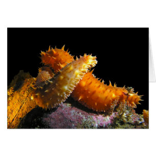 California Sea Cucumber Liebe