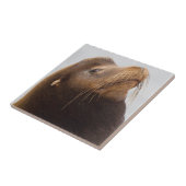 California Sea Lion Fliese (Seite)
