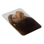 California Sea Lion Magnet (Rechte Seite)