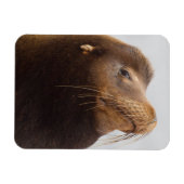 California Sea Lion Magnet (Horizontal)
