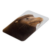 California Sea Lion Magnet (Linke Seite)