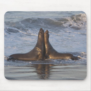 California Sea Lion Mousepad