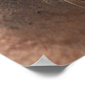 California Sea Lion Poster (Ecke)