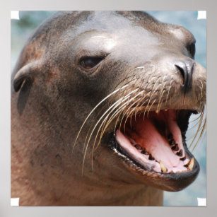 California Sea Lion Poster
