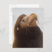 California Sea Lion Postkarte (Vorne/Hinten)