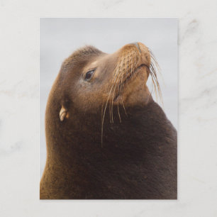 California Sea Lion Postkarte