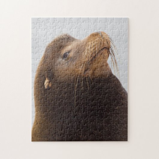California Sea Lion Puzzle (Vertikal)