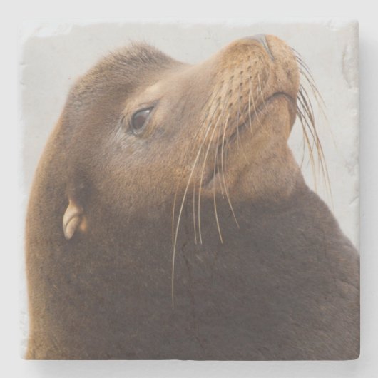 California Sea Lion Steinuntersetzer (Vorderseite)