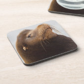 California Sea Lion Untersetzer (Linke Seite)