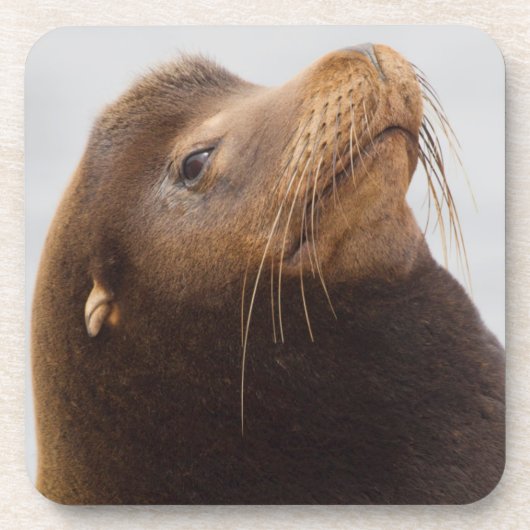 California Sea Lion Untersetzer (Vorderseite)