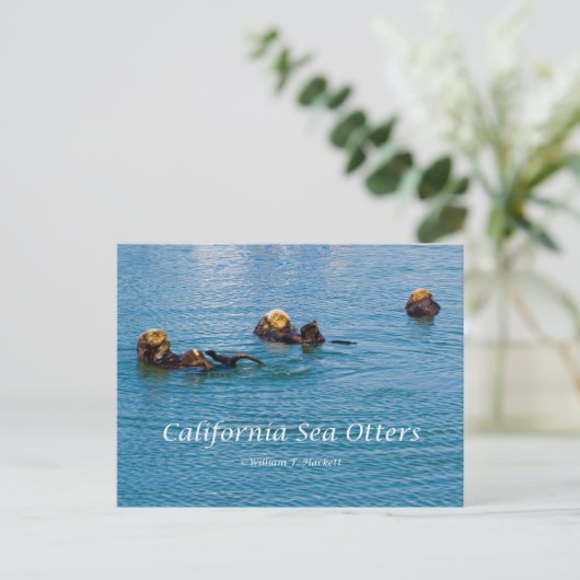 California Sea Otter California Products Postkarte (Stehend Vorderseite)