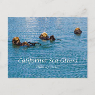 California Sea Otter California Products Postkarte