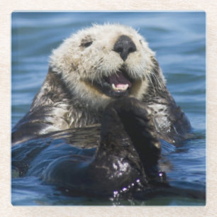 California Sea Otter Enhydra lutris) grooms Glasuntersetzer