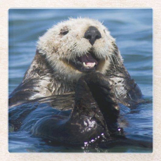 California Sea Otter Enhydra lutris) grooms Glasuntersetzer (Vorderseite)