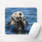 California Sea Otter Enhydra lutris) grooms Mousepad (Mit Mouse)