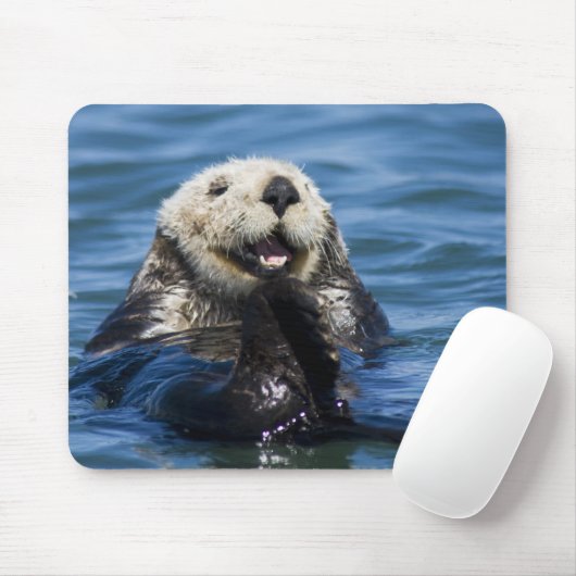 California Sea Otter Enhydra lutris) grooms Mousepad (Mit Mouse)