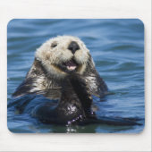 California Sea Otter Enhydra lutris) grooms Mousepad (Vorne)