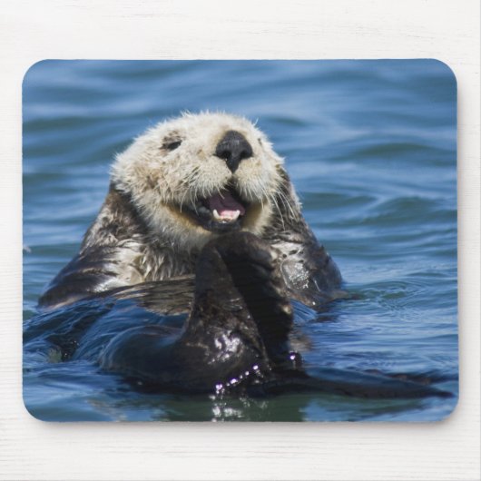 California Sea Otter Enhydra lutris) grooms Mousepad (Vorne)