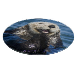 California Sea Otter Enhydra lutris) grooms Schneidebrett