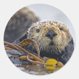California Sea Otter Runder Aufkleber