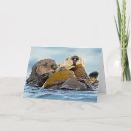 California Sea Otters in Morro Bay Karte