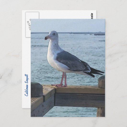 California Seagull Postcard Postkarte (Vorne/Hinten)